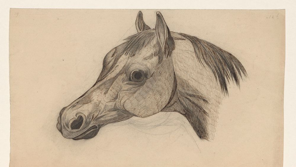 Kop van een paard, naar links (1855 - 1930) by Dirk Arnoldus Tavenraat
