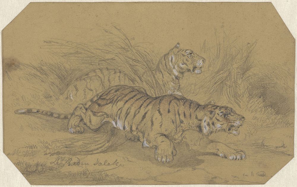 Twee tijgers sluipend door het gras (1824 - 1880) by Raden Sarief Bastaman Saleh