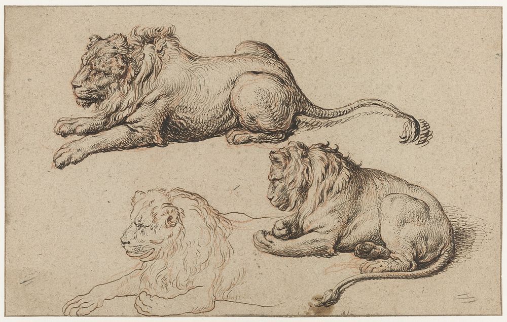 Three Studies of a Recumbant Lion (c. 1615 - c. 1634) by Jacques de Gheyn III and Jacques de Gheyn II