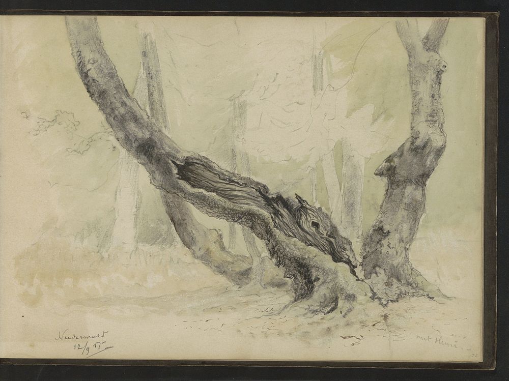 Stammen van eikenbomen in Niederwald (1861) by Johannes Tavenraat
