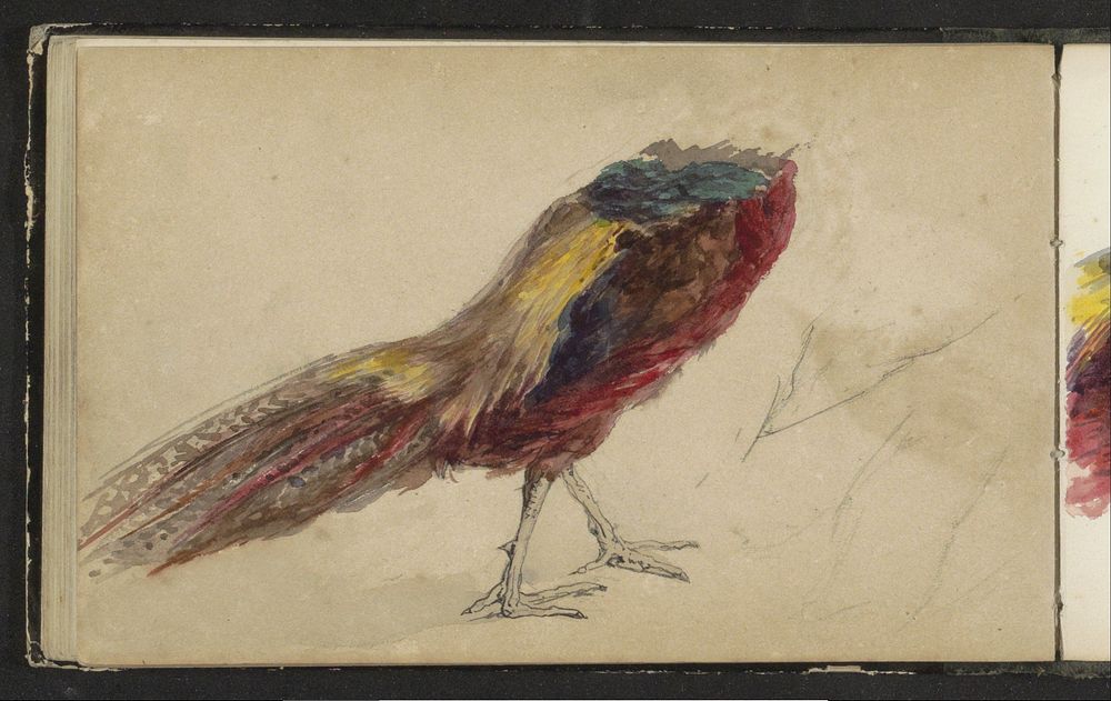 Onderlijf van een vogel met bonte veren (1856 - c. 1870) by Maria Vos