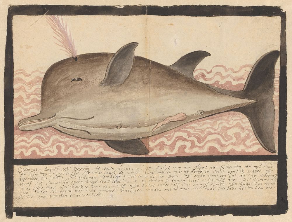 Buttlenose whale (Hyperoodon rostratus) (1584) by Adriaen Coenen