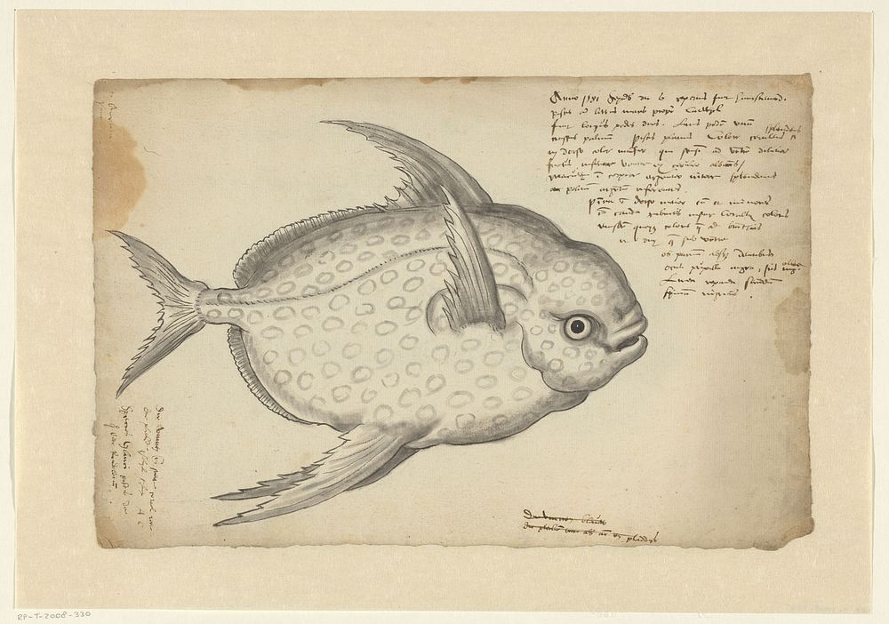 Kingfish (Lampris guttatus) (after c. 1581) by Adriaen Coenen