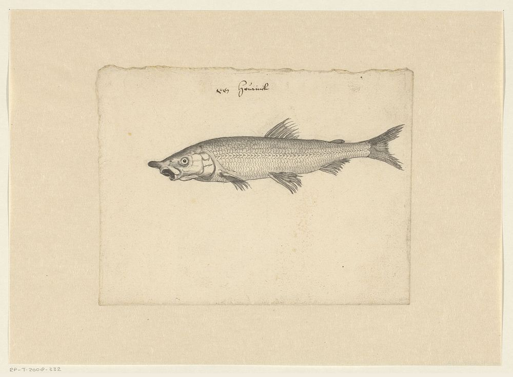 Houting (Coregonus oxyrhynchus) (c. 1575 - c. 1599) by anonymous