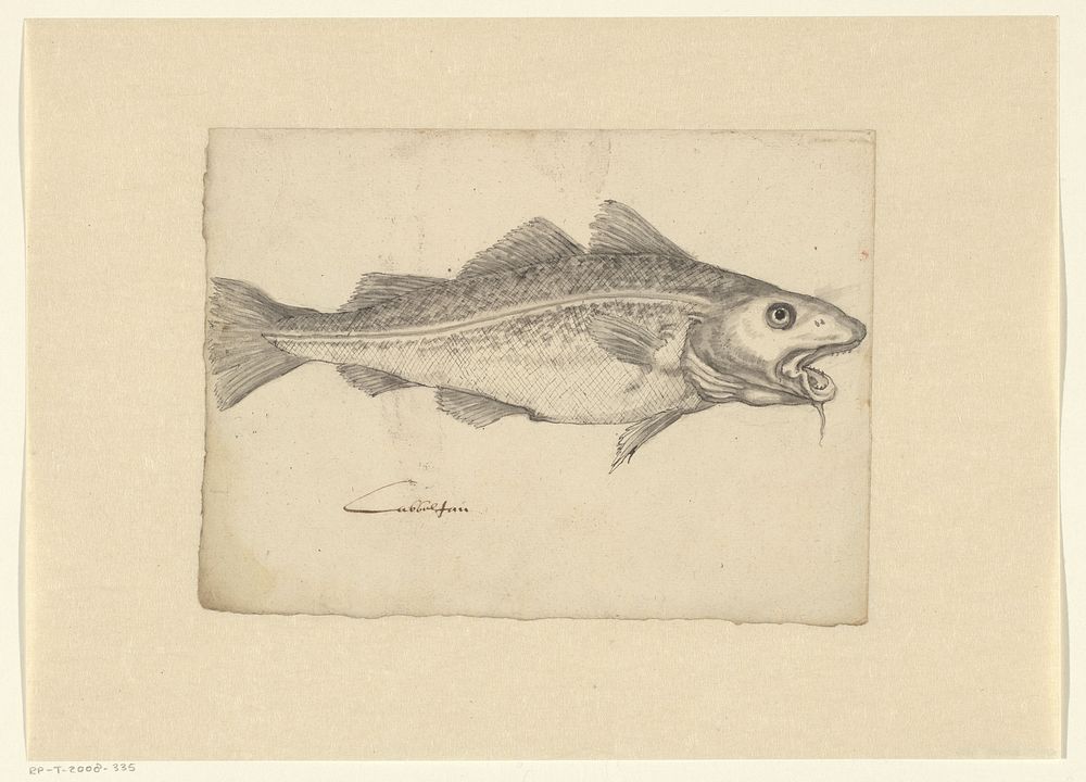 Atlantic cod (Gadus callarias) (c. 1575 - c. 1599) by anonymous