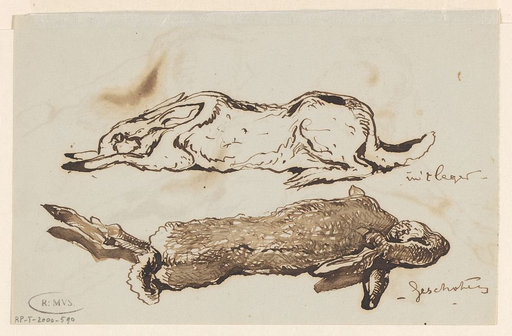 Studies van een levende en een dode haas (1840 - 1880) by Johannes Tavenraat