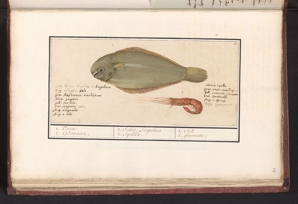 Tong (Solea solea) en roze garnaal (1596 - 1610) by Anselmus Boëtius de Boodt and Elias Verhulst