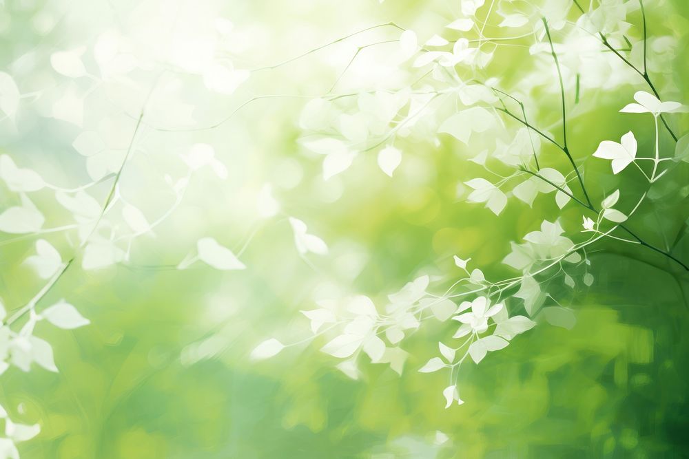 Green abstract background with white leaves and sunlight backgrounds outdoors nature.