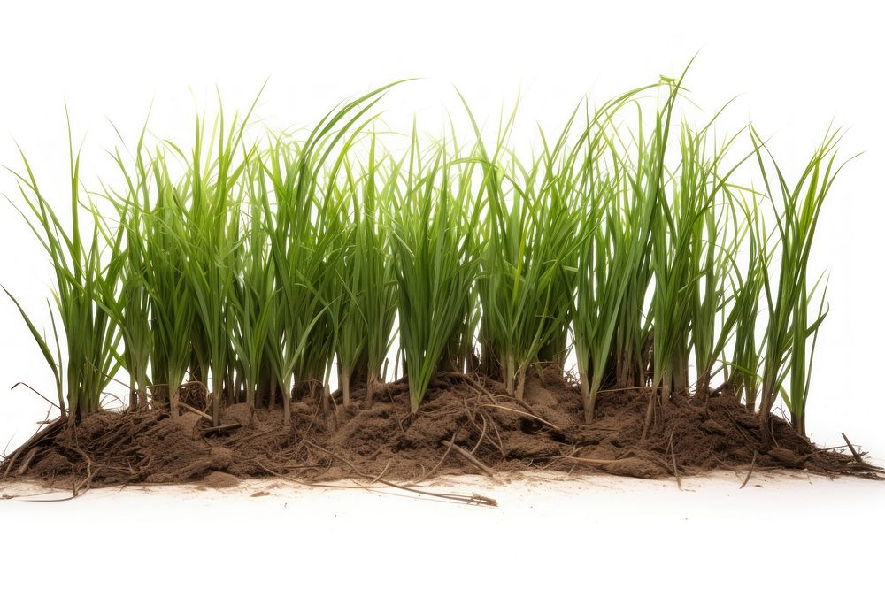 Grass soil outdoors nature.