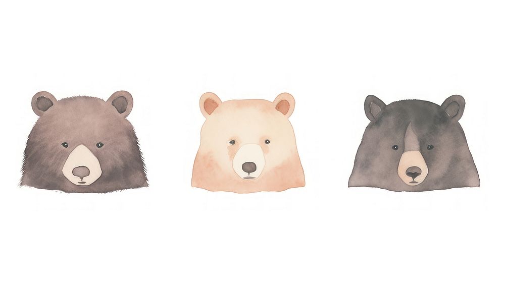 5 bear heads divider watercolour illustration wildlife mammal animal.