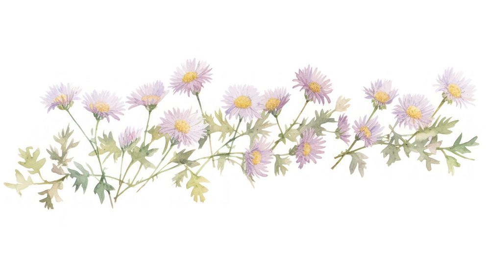 Tiny asters divider watercolour illustration blossom flower plant.