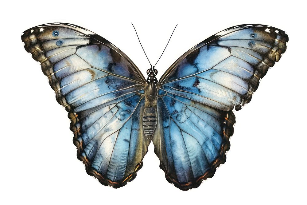 Vintage illustration of a morpho butterfly animal insect white background. AI generated Image by rawpixel.