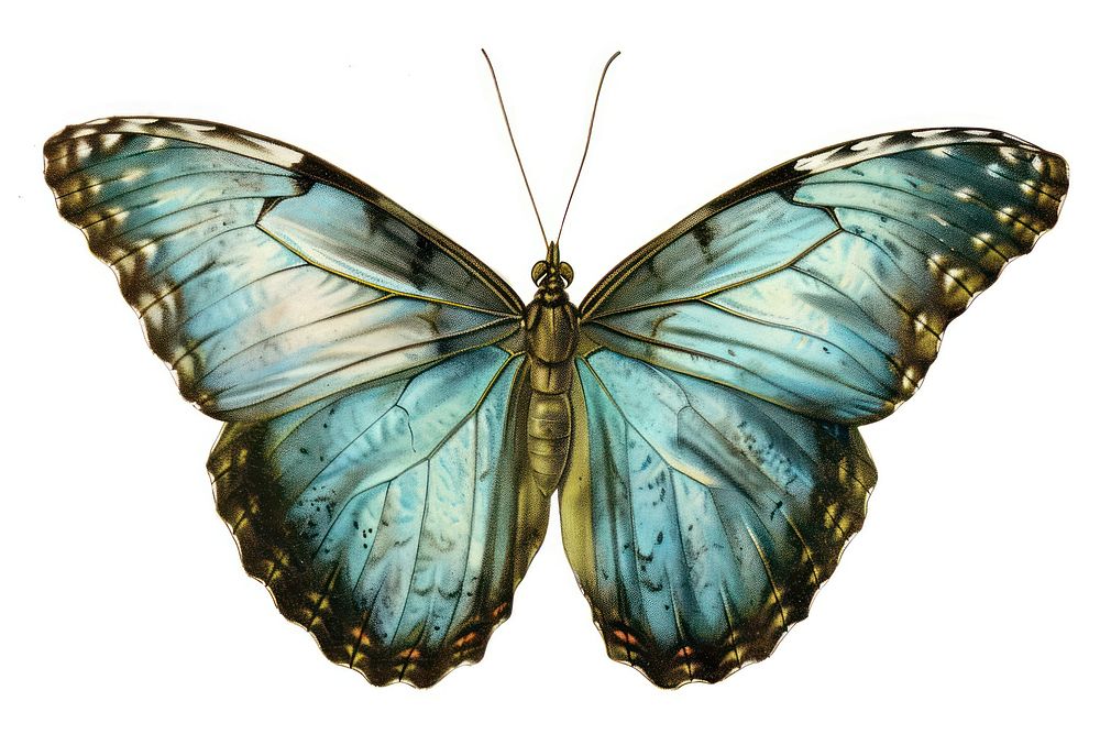 Vintage illustration of a morpho butterfly animal insect moth. AI generated Image by rawpixel.