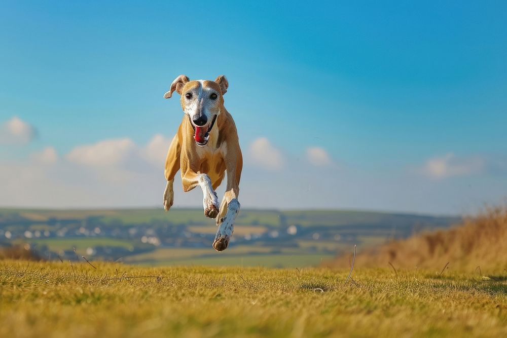 Greyhound running animal mammal field.
