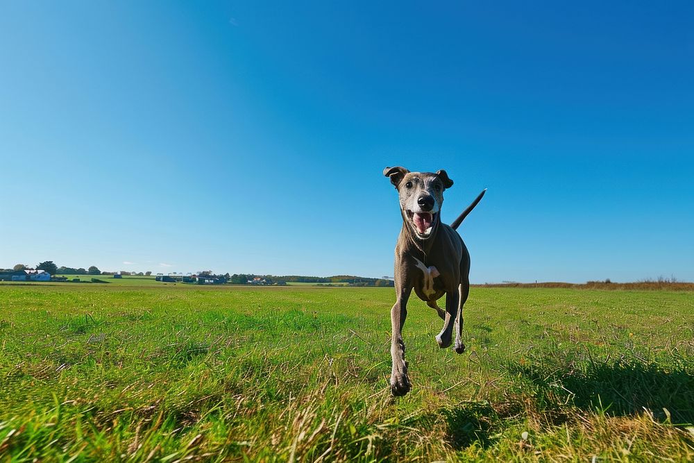 Greyhound running outdoors nature mammal.