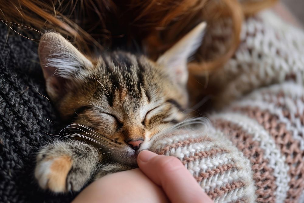 Kitten cuddling mammal animal cozy.