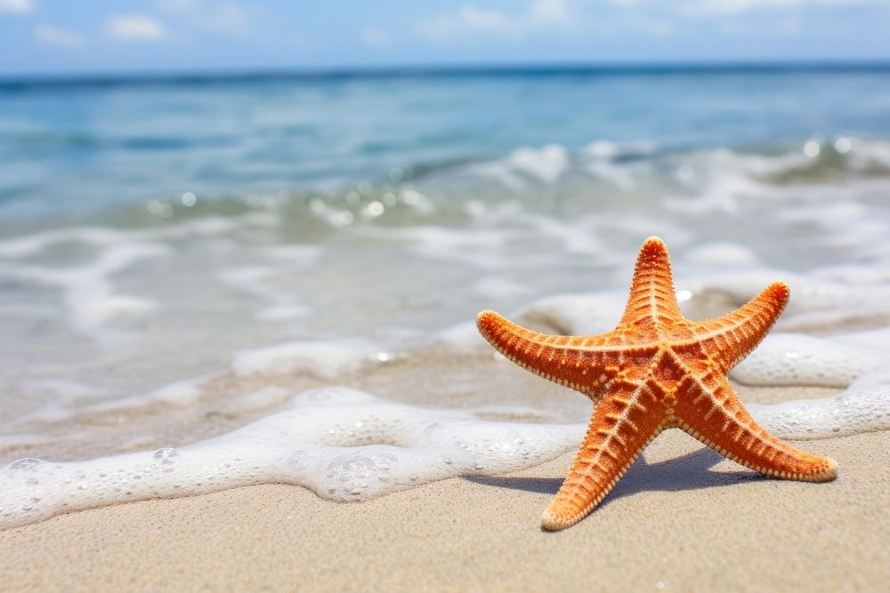 Starfish on the beach outdoors nature ocean.
