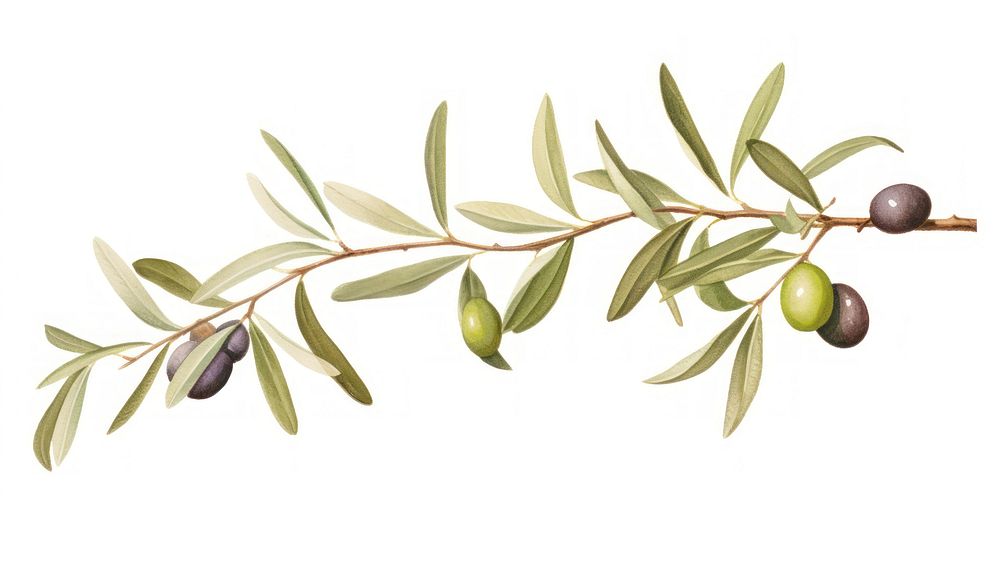 Olives branch plant food leaf.