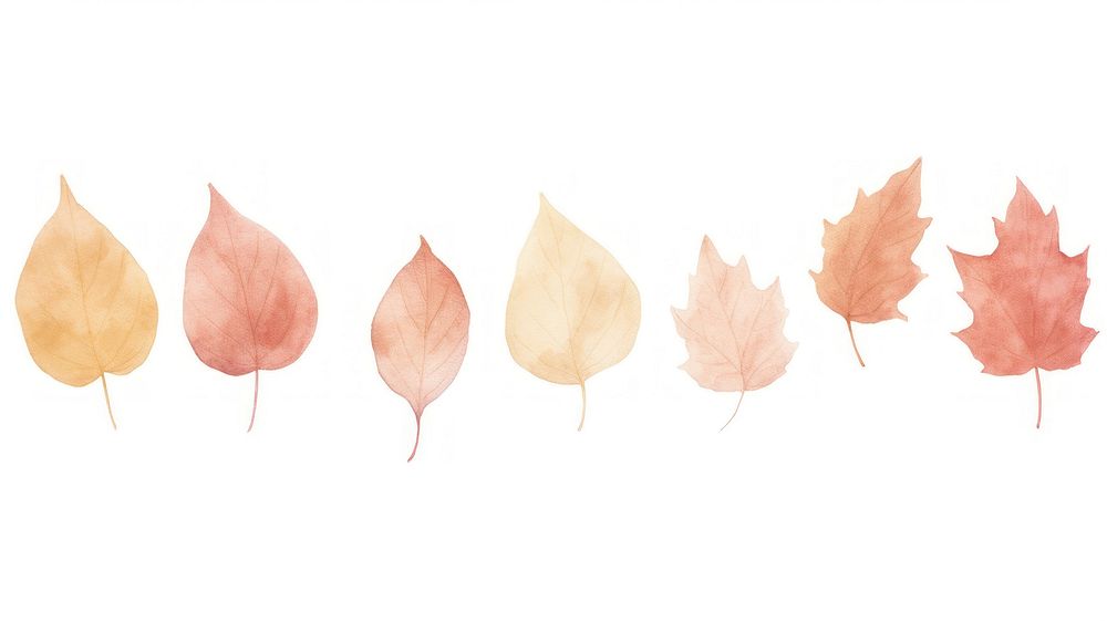 Autumn leaves as divider watercolour illustration plant leaf white background.