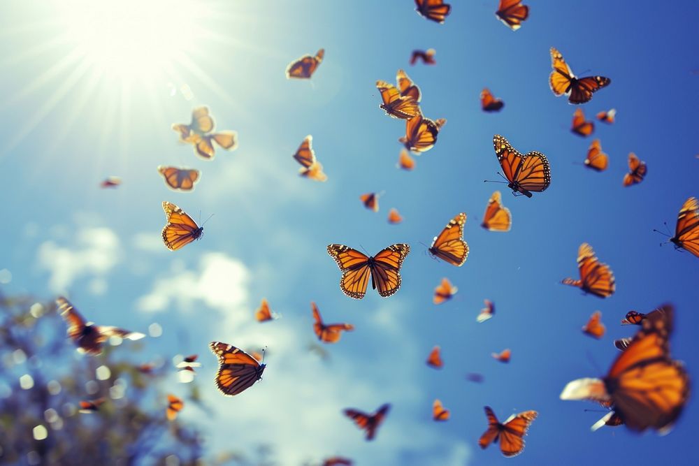 Group of butterfly sky outdoors nature. AI generated Image by rawpixel.