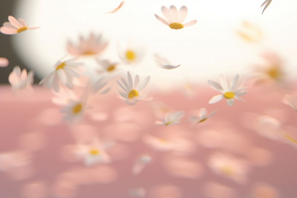Daisy petals falling backgrounds outdoors blossom.