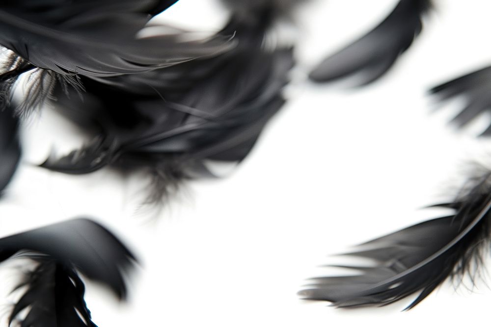 Flying black feathers border backgrounds lightweight accessories.