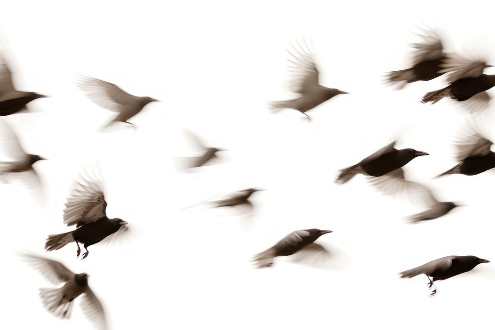 Flying crows border animal flock white.