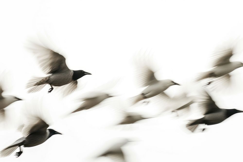 Flying crows border animal flock white.