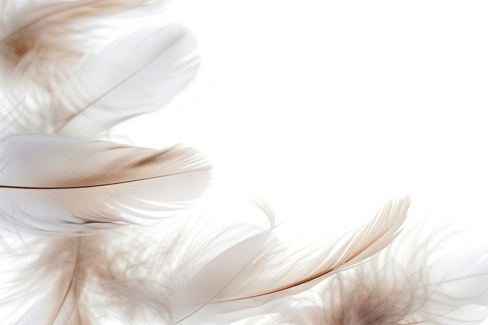 Flying feather border backgrounds pattern white.