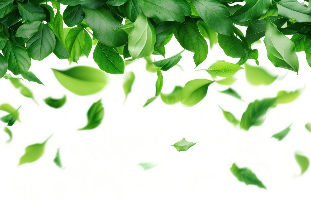Flying green leaves border backgrounds plant herbs.