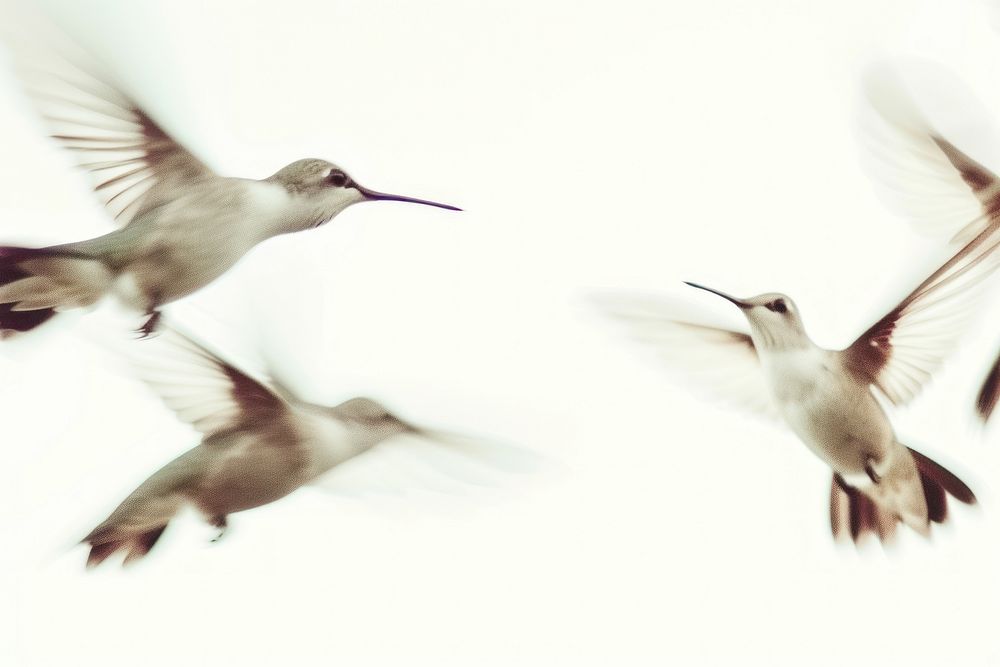 Flying hummingbirds border animal white beak.