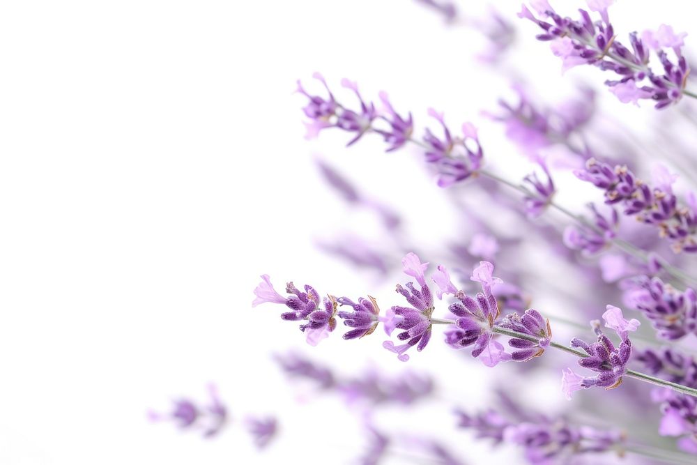 Flying lavenders border backgrounds blossom flower.