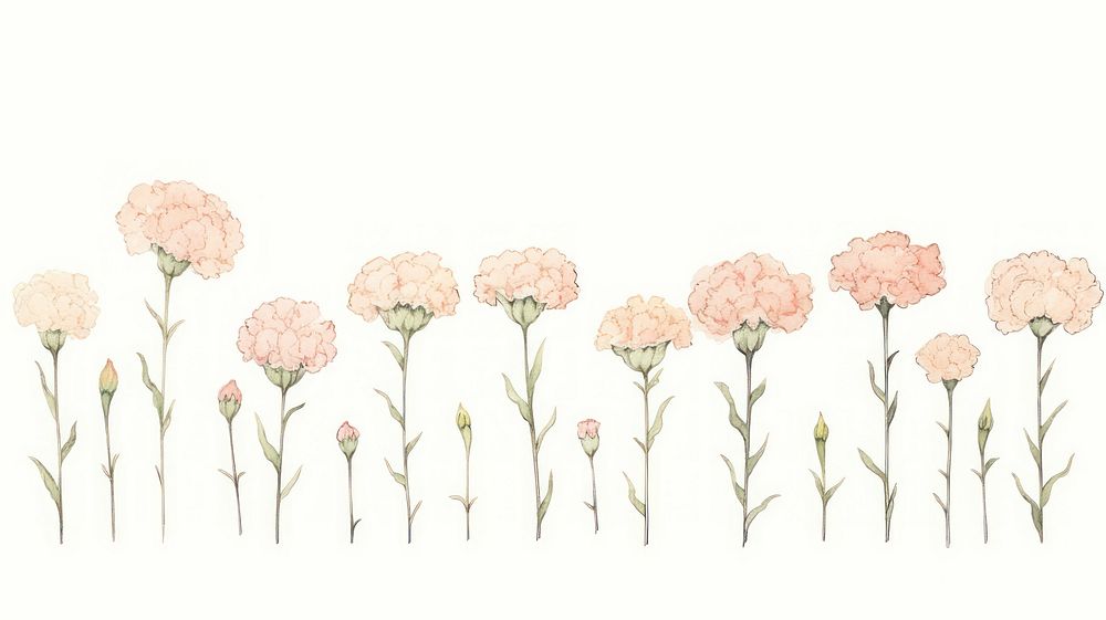 Cute carnations as divider line watercolour illustration pattern drawing flower.