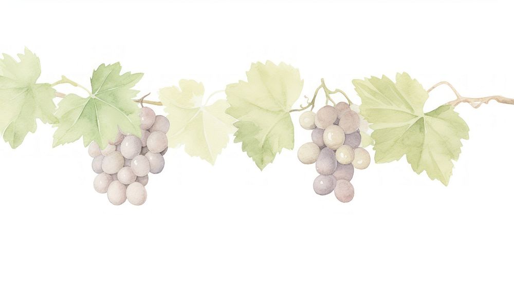 Cute grapes and grape leaves as divider watercolour illustration plant leaf vine.