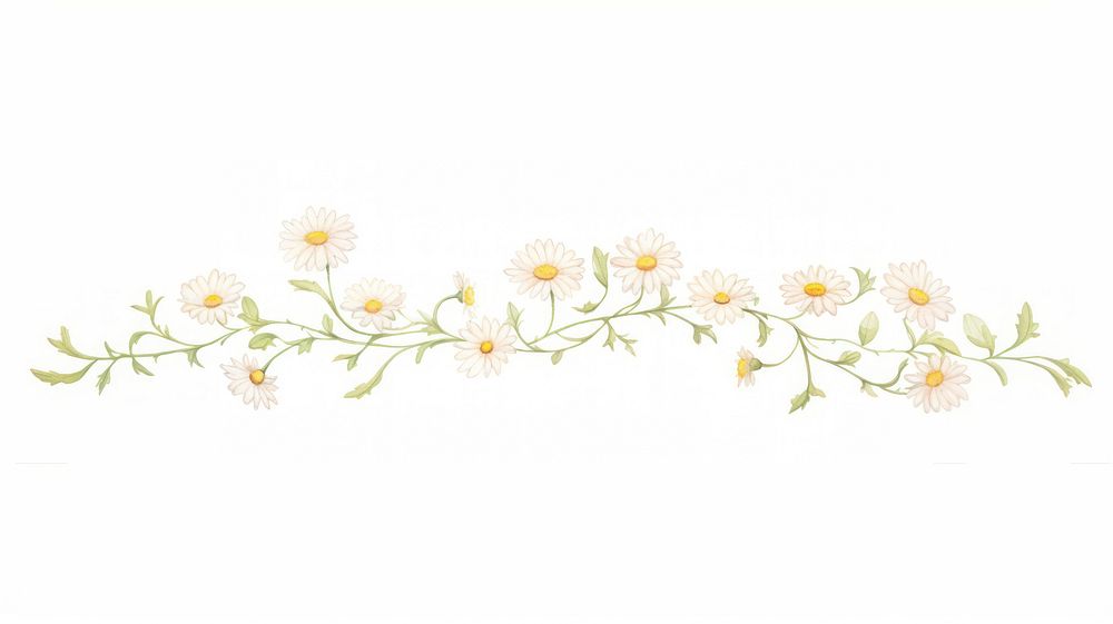 Daisies branch divider watercolour illustration pattern flower plant.