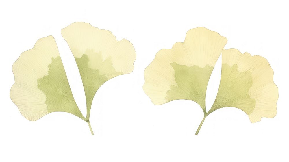 Gingko divider watercolour illustration plant petal leaf.