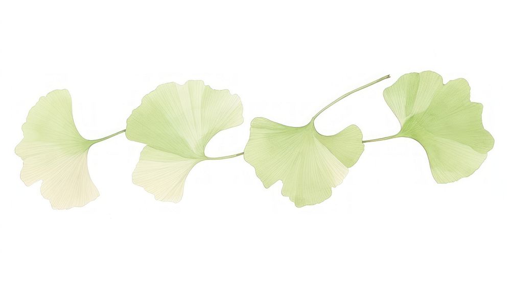 Gingko leaves line as divider line watercolour illustration plant petal leaf.
