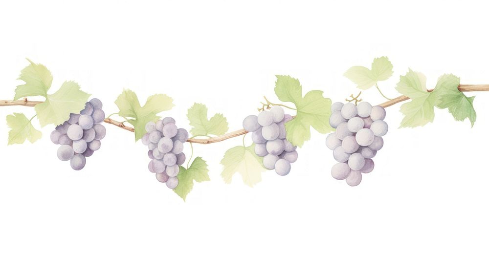 Grapes and grape leaves divider watercolour illustration plant vine food.