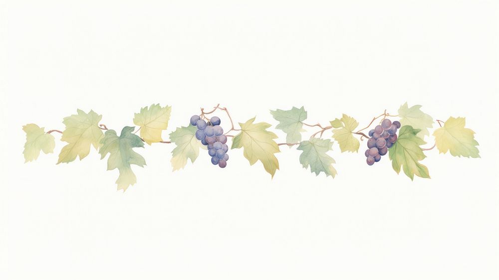 Grapes and grape leaves divider watercolour illustration plant vine leaf.