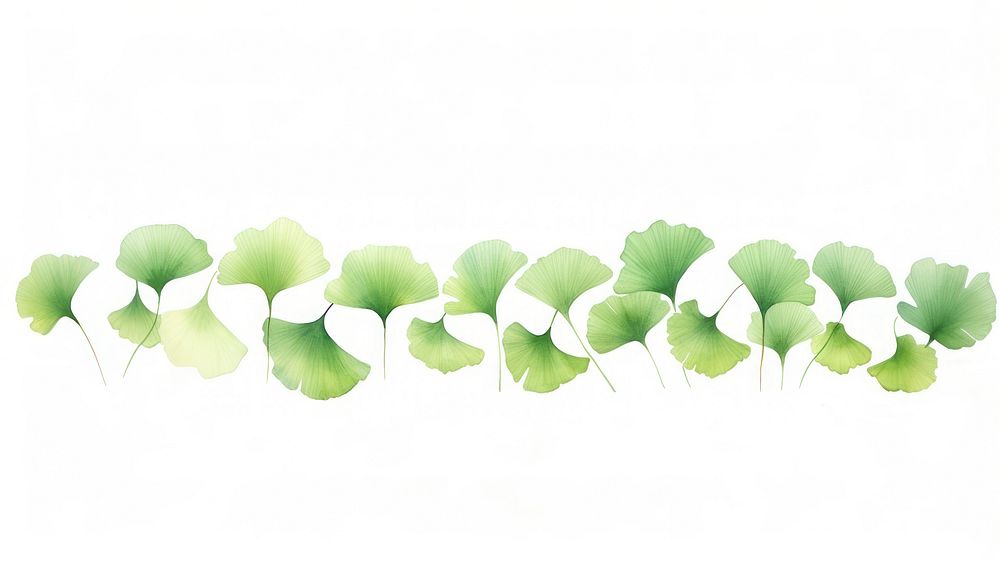 Green gingkoes lines divider watercolour illustration plant leaf white background.