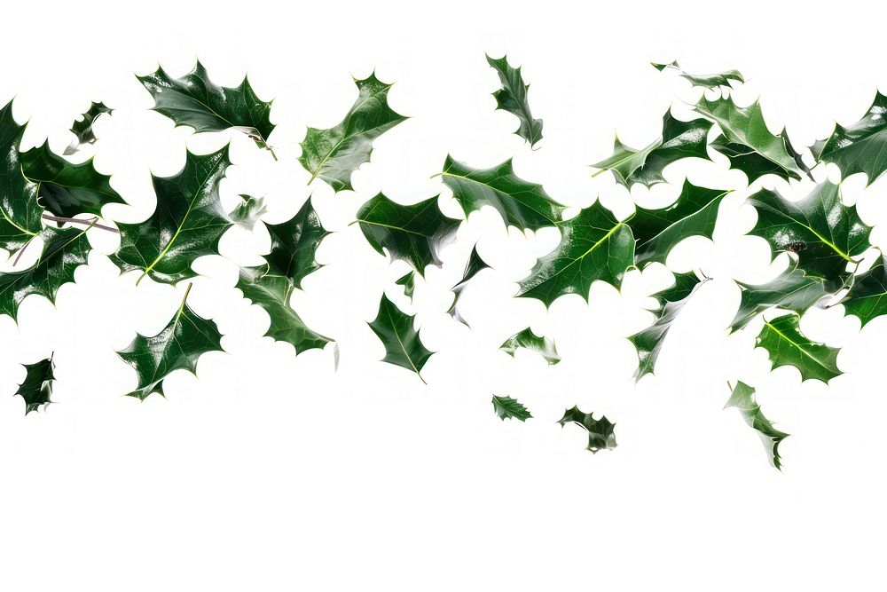 Flying holly leaves backgrounds plant leaf.