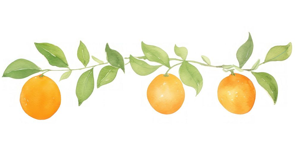 Oranges and oranges leaves as divider line watercolour illustration fruit lemon plant.