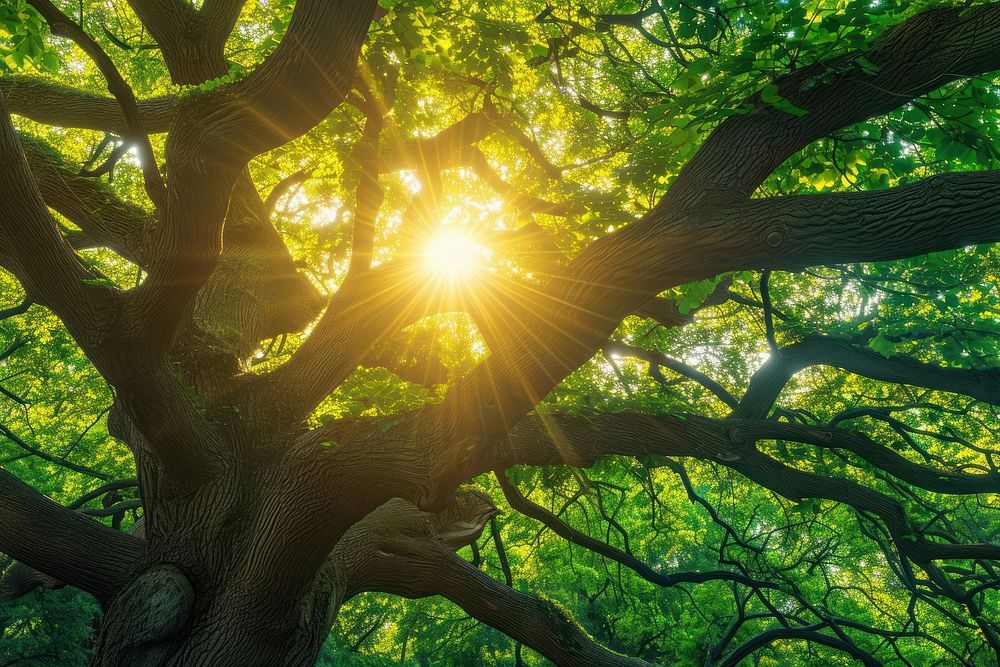 A majestic green tree nature sun sunlight.