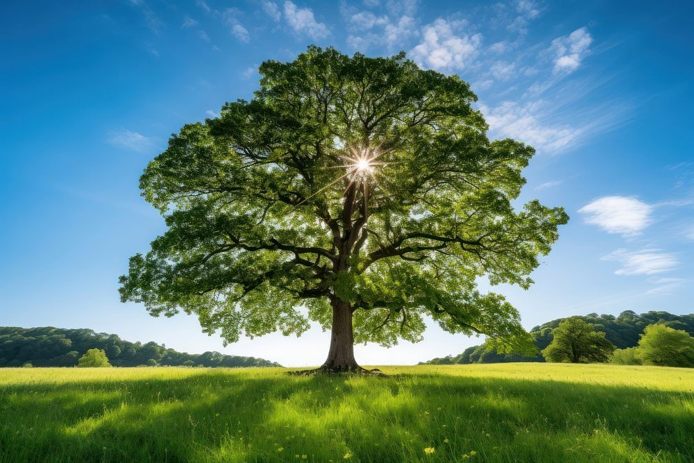 A majestic green oak tree nature landscape outdoors.