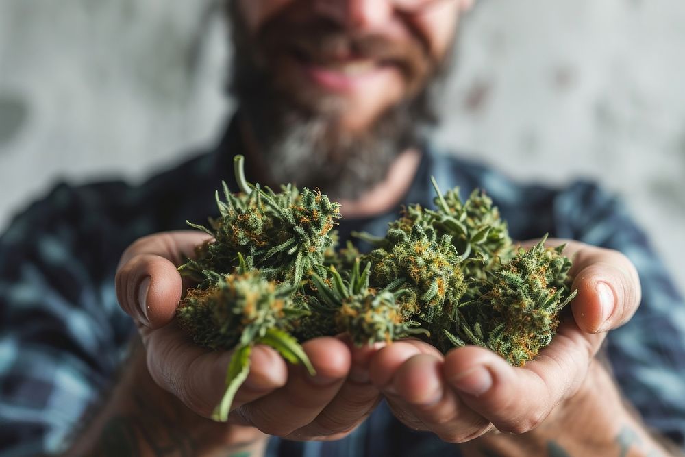 Man holding cannabis buds finger adult plant. AI generated Image by rawpixel.