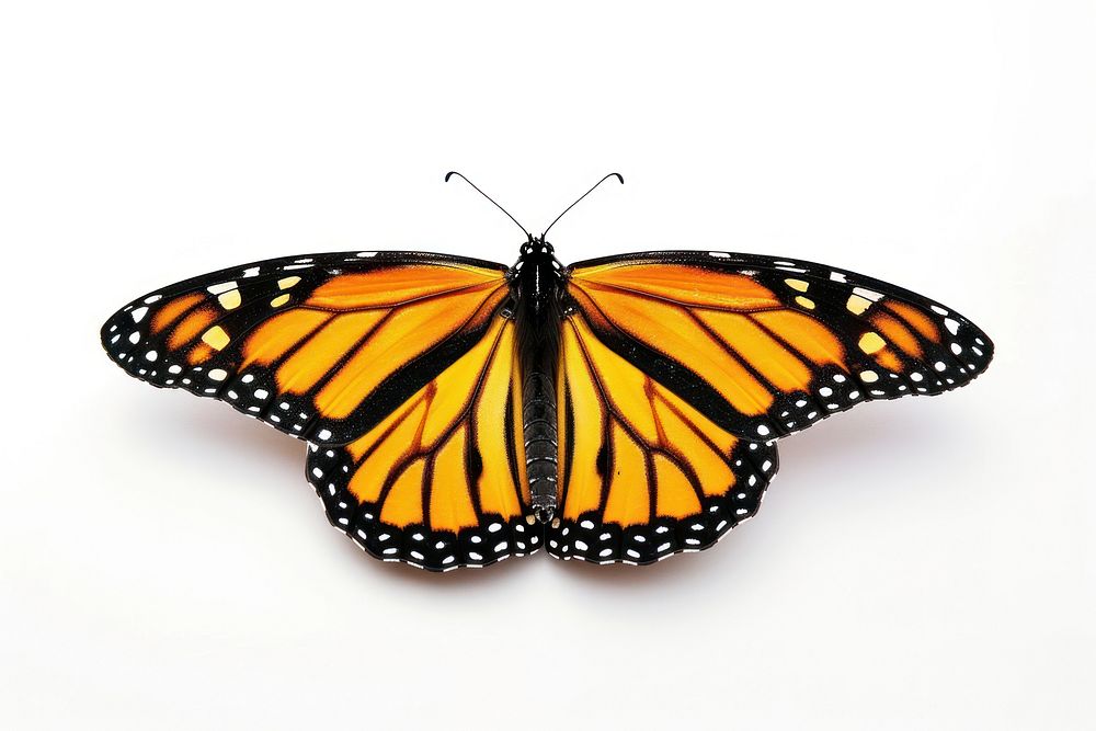 Monarch butterfly outdoors animal insect. AI generated Image by rawpixel.