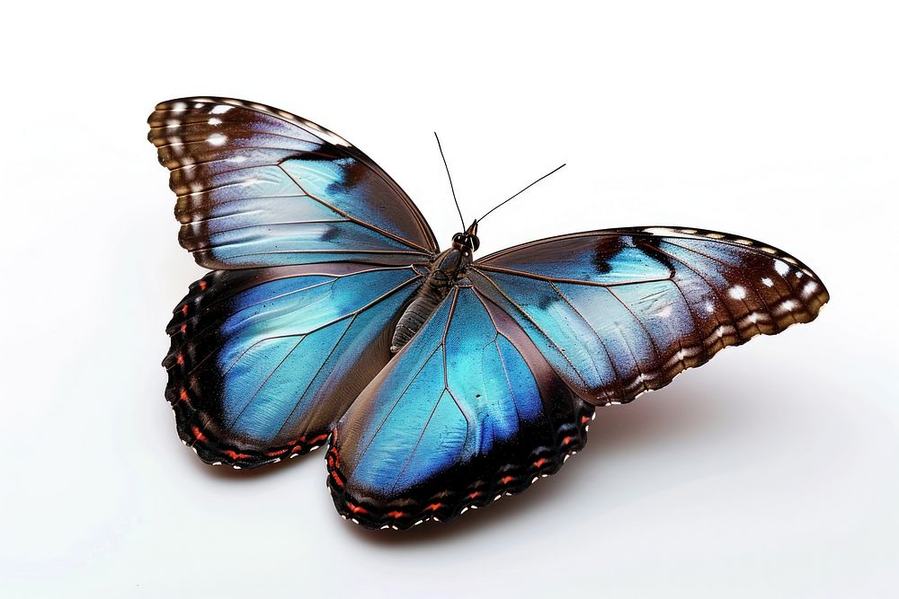Morpho butterfly animal insect white background. AI generated Image by rawpixel.