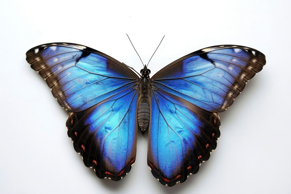 Morpho butterfly animal insect white background. AI generated Image by rawpixel.