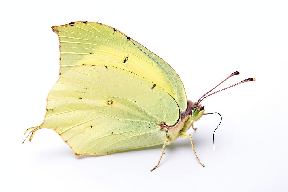 Common brimstone butterfly insect animal white background. AI generated Image by rawpixel.