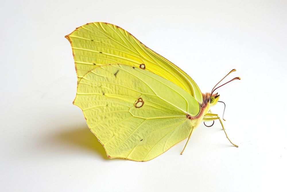 Common brimstone butterfly insect animal plant. AI generated Image by rawpixel.